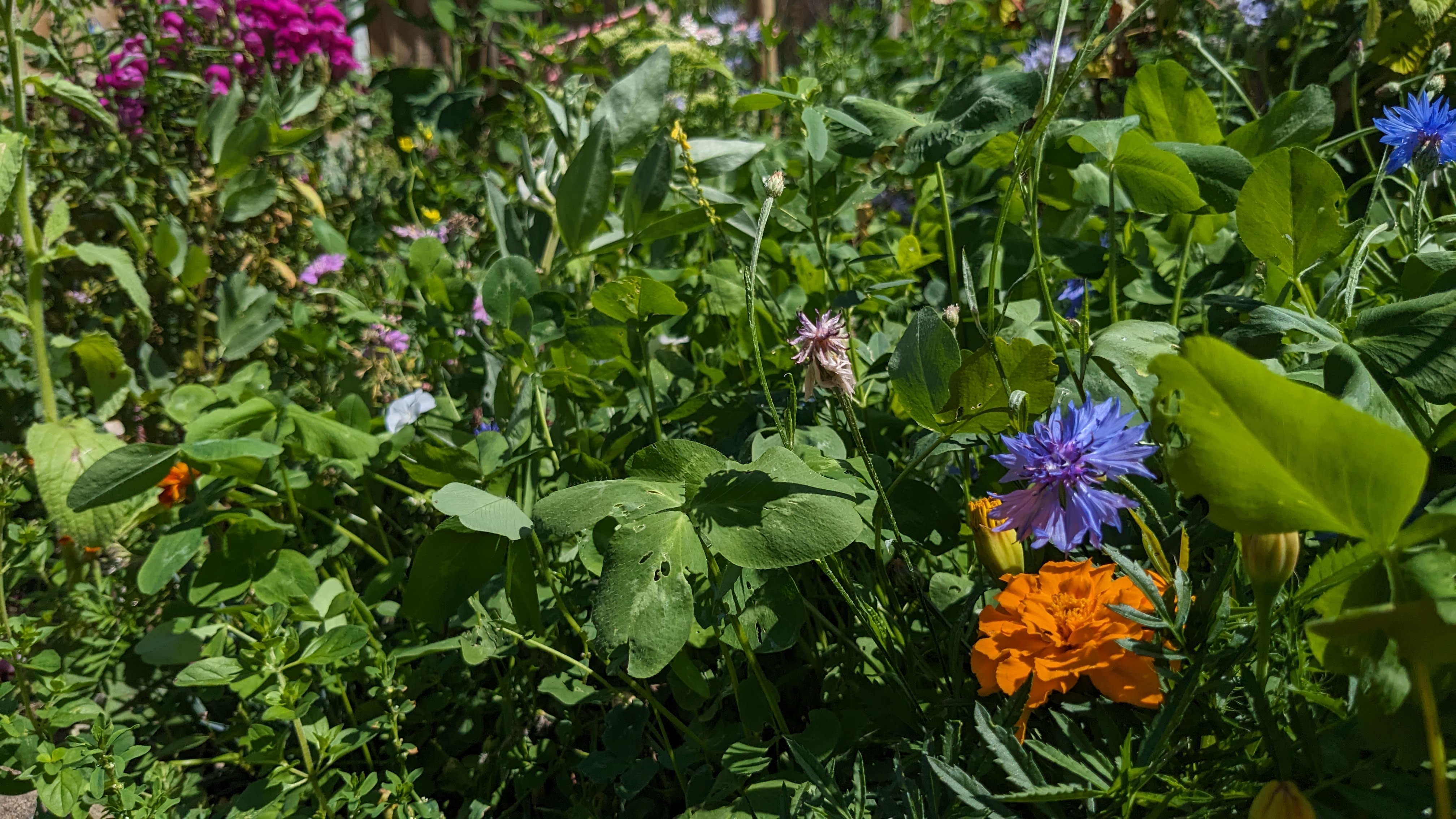 A bush with a mix of plants with green leaves and blue and orange flowers.