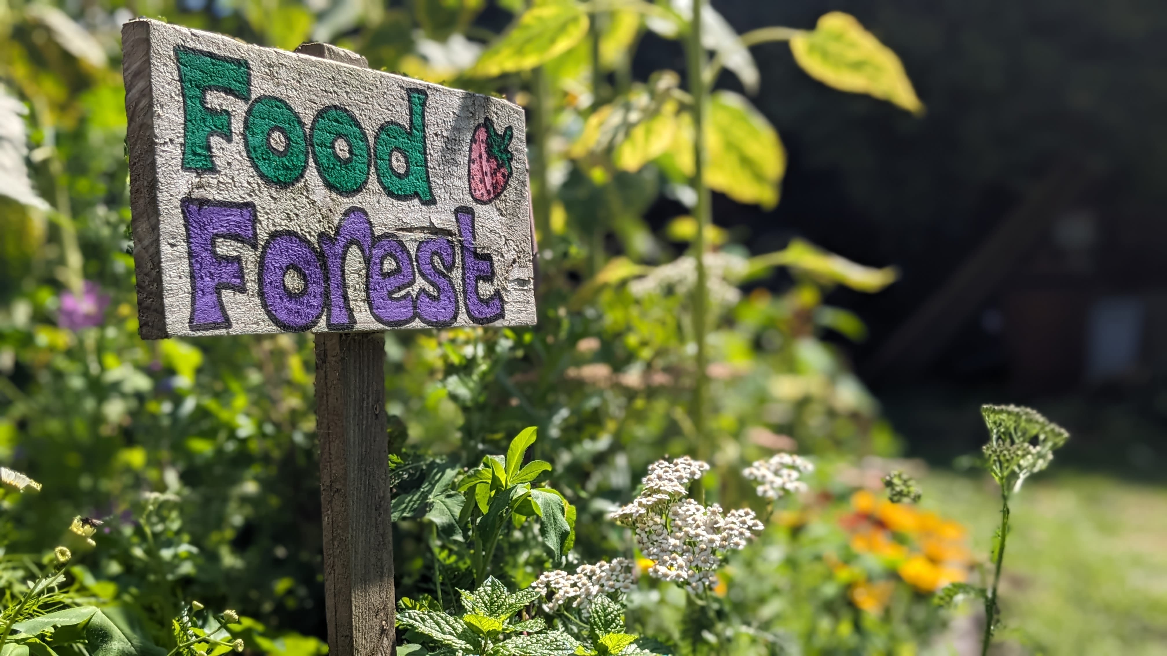 A close up shot of a wooden sign with colourful writing that says 'Food Forest' and has a drawing of a strawberry next to the word 'Food'. In the background, there are green plants and some flowers.