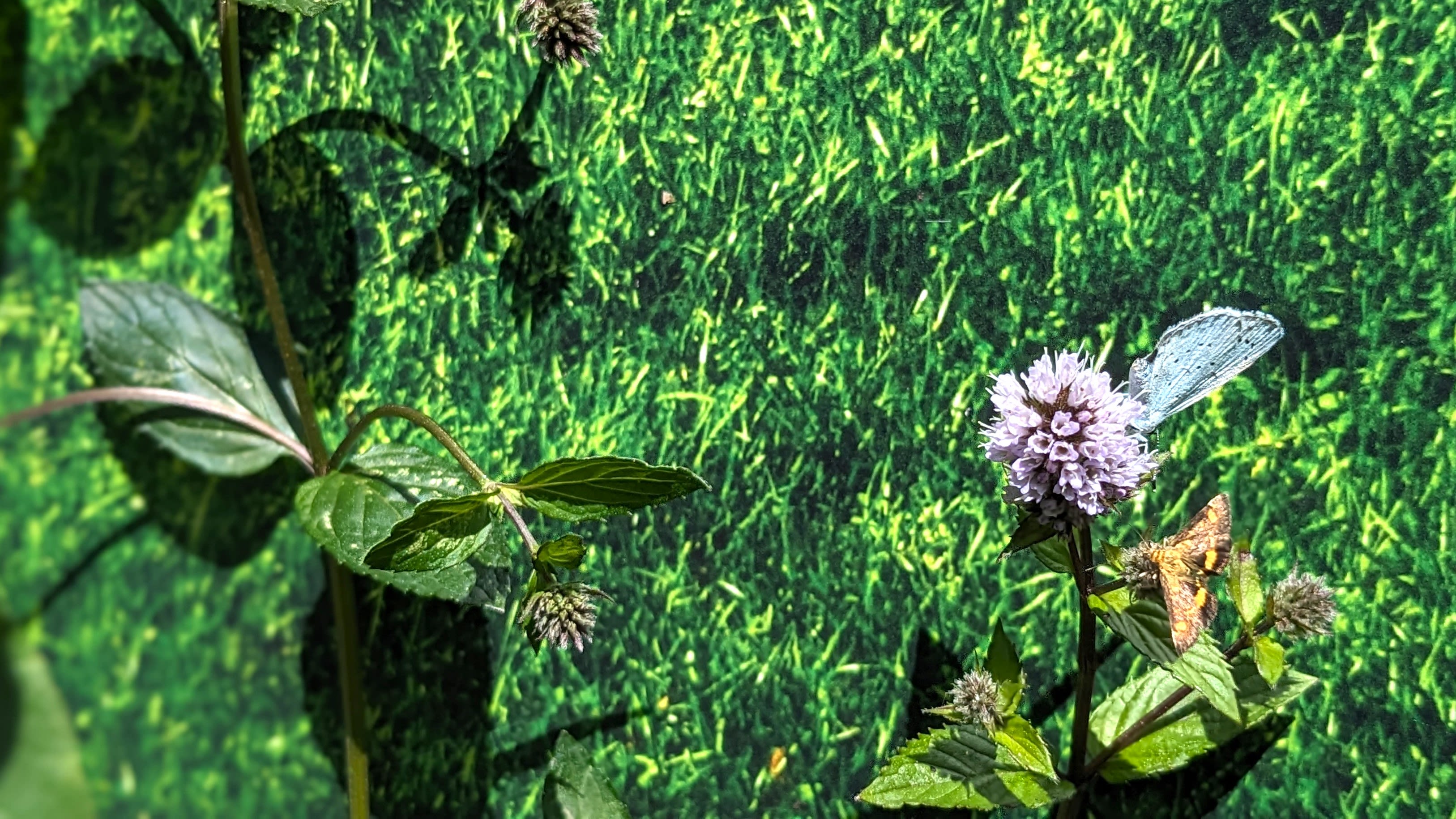 A plant with green leaves and a lavender coloured flower.