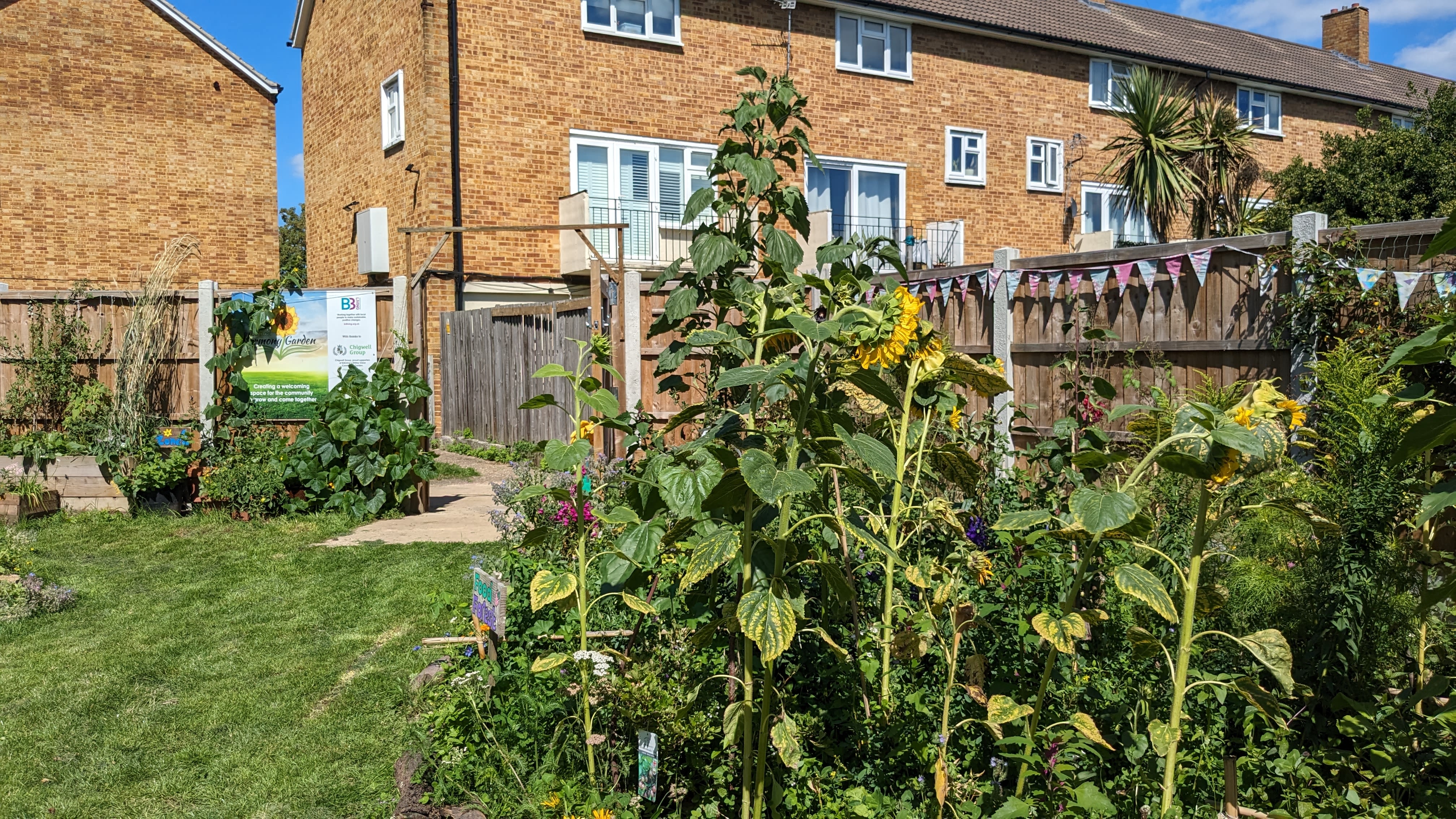 The side of a garden. There are some tall sunflower plants on the right hand side close to the camera. Behind them, there is a fence and some houses. On the left side, a patch of grass is visible which goes to the back of the garden where there are some smaller plants and a blurry sign with an image.